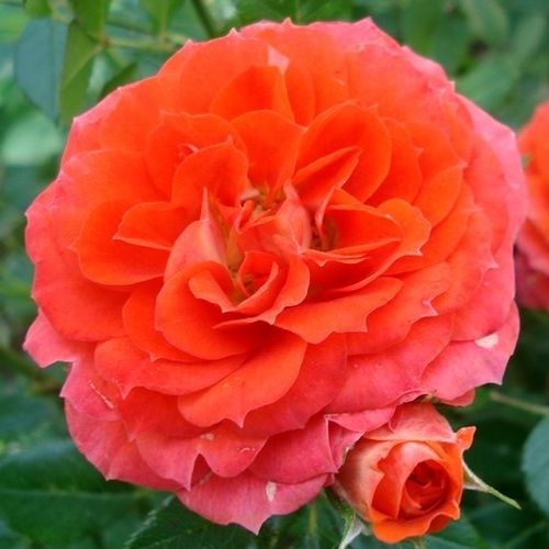 E-commerce, vendita, rose, in, vaso miniatura, lillipuziane - arancione - Rosa Miami™ - rosa dal profumo discreto - Michel Adam - ,-